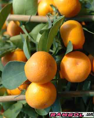 فروش نهال درخت میوه نارنگی کلمانتین